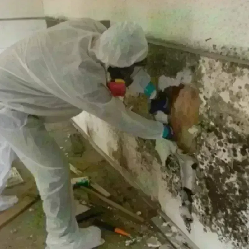 Mold Remediation and Removal in Kemah, TX